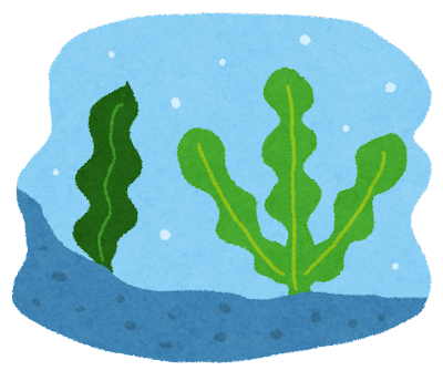 海藻のイメージ画像